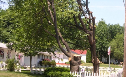 <p>Utility-trimmed trees in Muncie.</p>