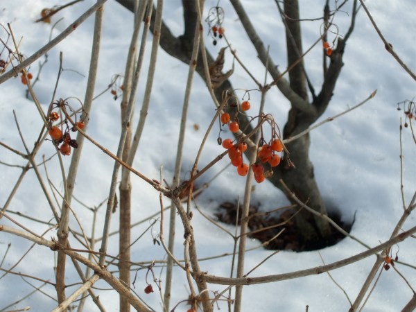 The red berries of the native Viburnum trilobum add color in the winter landscape and feed the birds. (C) Jo Ellen Meyers Sharp