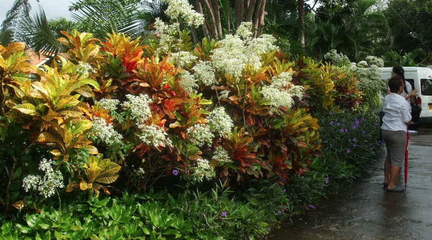 Hedge of crotons and euphorbia lines the driveway of a private garden in Grenada. (C) Jo Ellen Meyers Sharp/hoosiergardener.com