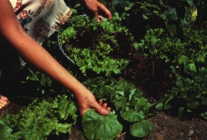 Harvest vegetables regularly in order to prolong and increase production. Photo courtesy National Garden Bureau.