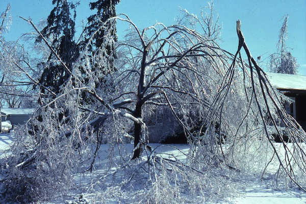 <p>Ice storm damage can topple trees, break branches. Photo courtesy Purdue Plant & Pest Diagnostic Lab</p>