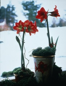 Easy-to-grow amaryllis brightens late winter days. Photo courtesy bulb.com