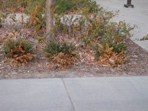Salt-damaged shrubs. Photo courtesy Purdue University