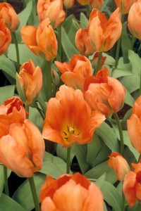Orange Emperor tulip. Photo courtesy Netherlands Flower Bulb Information Center