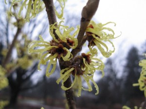 'Wisley Supreme' witch hazel at the Indianapolis Museum of Art. (C) Irvin Etienne