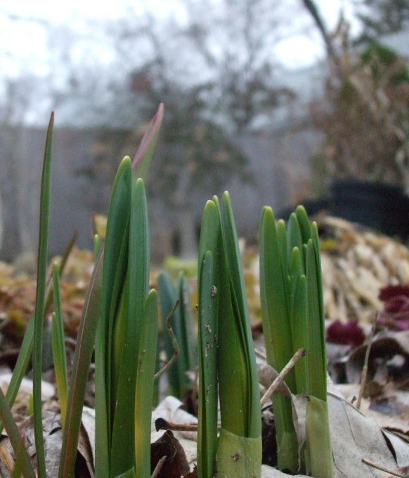 Daffodil leaves emerge prematurely, teased from the ground by warmer than normal temps. (C) Jo Ellen Meyers Sharp
