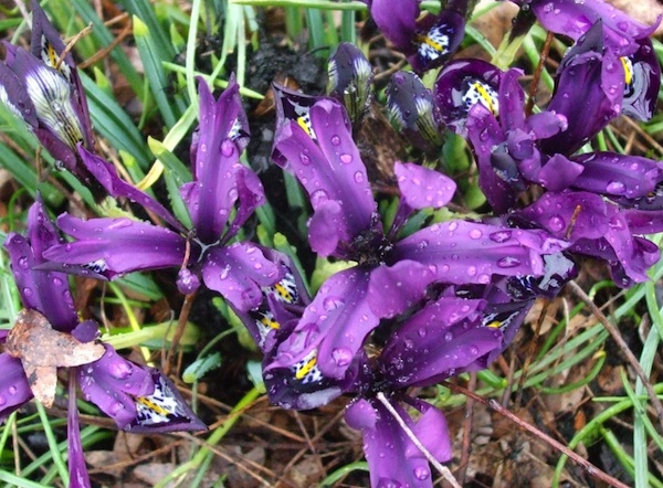 Iris reticulata. (C) Jo Ellen Meyers Sharp