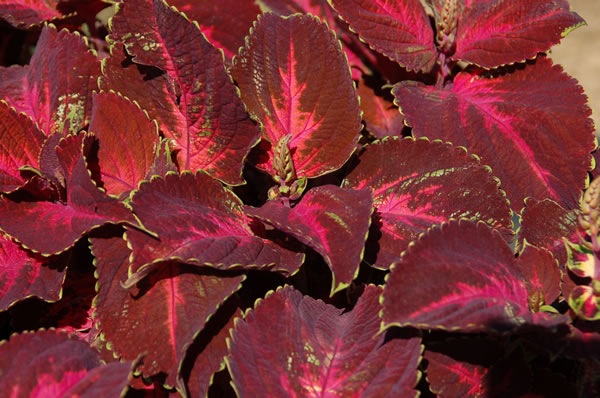 <p>'Kingswood Torch' coleus. Photo courtesy Proven Winners</p>