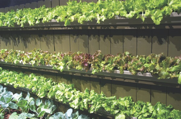 Attach gutters to a privacy fence and plant a crop of lettuce. © Kerry Michaels/Cool Springs Press
