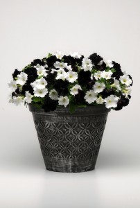 Black Velvet with white petunia sports the perfect racing theme.