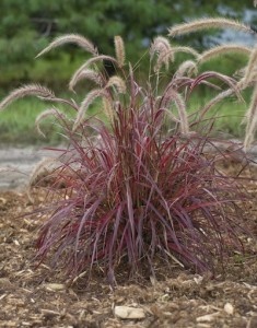 'Fireworks,' an annual ornamental grass, sparks up the landscape in summer. Photo courtesy PerennialResource.com