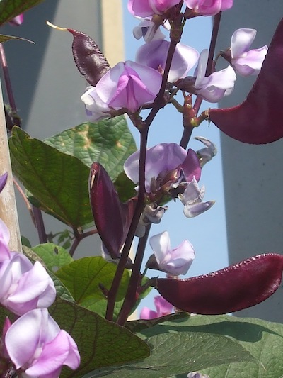 <p>Hyacinth bean vine. (C) Jo Ellen Meyers Sharp</p>