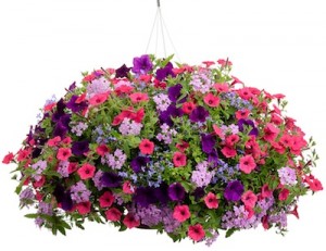 Shape up, water and fertilize hanging baskets and other containers of flowering plants for a summer of color. Plants: plants are fuschia- and purple-colored petunias, lilac-colored verbena and blue lobelia. Photo courtesy Proven Winners 