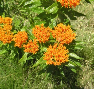 Butterfly weed (Asclepias tuberosa). Photo courtesy Wildflower.org