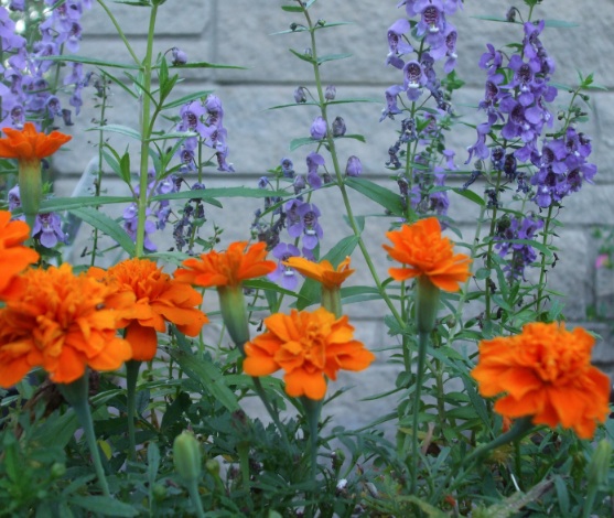 <p>Deep Orange Bonanza marigold and Deep Blue angelonia from Ball Horticulture. (C) Jo Ellen Meyers Sharp</p>