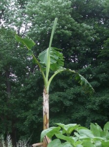 Basjoo banana tree in an Indianapolis garden. (C) Jo Ellen Meyers Sharp