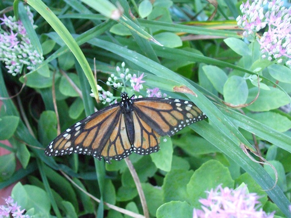 <p>Monarch butterfly on sedum. (C) Jo Ellen Meyers Sharp</p>