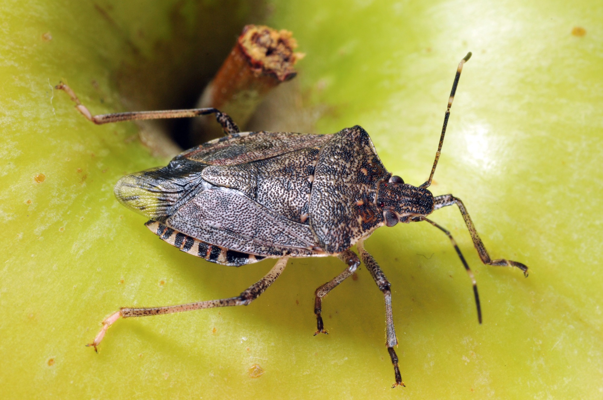 Stink bug with voracious appetite shows up in big numbers this year ...