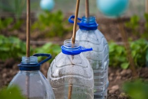 protect plants from inclement weather with bottomless plastic bottles