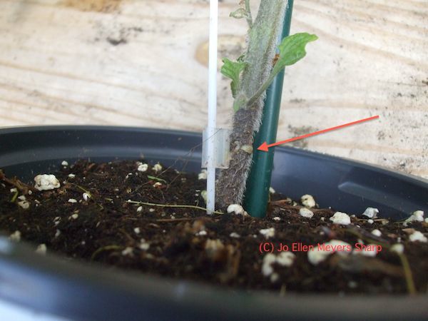 When planting a grafted tomato, keep the graft at least 1 inch above the soil surface. © Jo Ellen Meyers Sharp