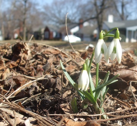 Snowdrops are one of the earliest bulbs to bloom. When they emerge in late winter and early spring, they signal the new season. (C) Jo Ellen Meyers Sharp