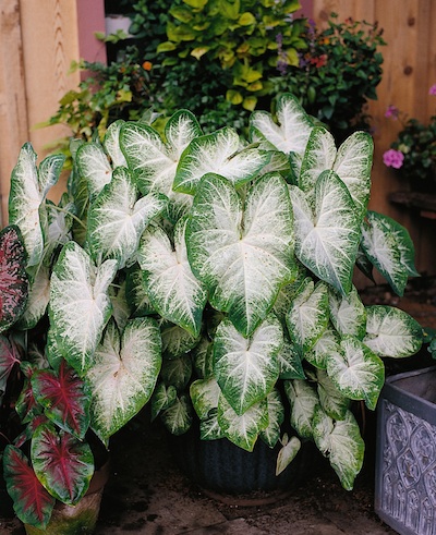 For a full pot of shade-loving caladiums, plant several bulbs in a pot. Remove one or two node or eyes to encourage more stem and leaf growth. Photo courtesy Netherlands Flower Bulb Information Center 