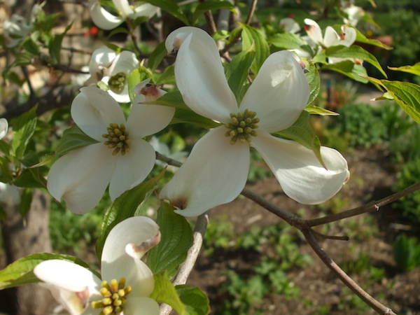 Dogwoods bloom around Mother's Day, making them a perfect gift or remembrance for the special day and person. (C) Jo Ellen Meyers Sharp