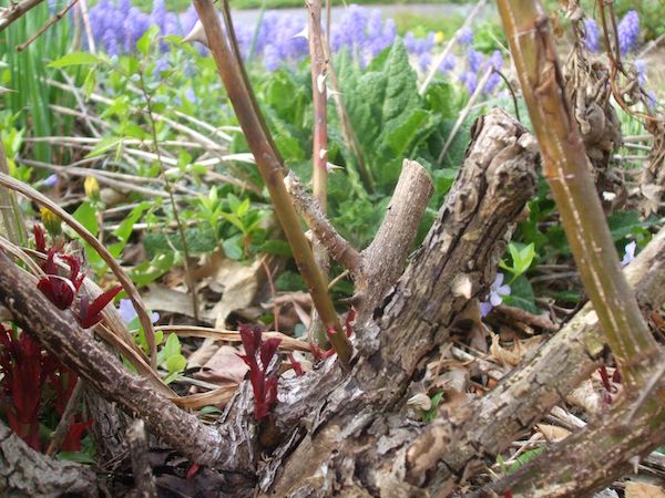 New growth appears at the base of a Knock Out rose. (C) Jo Ellen Meyers Sharp