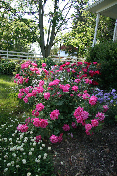 Double Pink Knock Out Rose. Photo courtesy Star Roses
