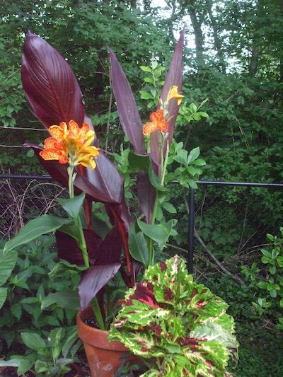 ‘Maui Sunset’ canna, under planted with ‘Kong’ coleus, strikes a dramatic pose in the garden. © Jo Ellen Meyers Sharp 