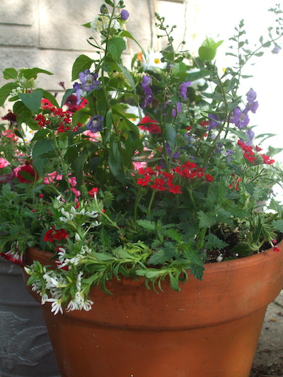 A pot of Lanai Red verbena, Whirlwind White fan flower, white lantana and Angleface Blue angelonia herald the patriotic hues of the Fourth of July. © Jo Ellen Meyers Sharp 