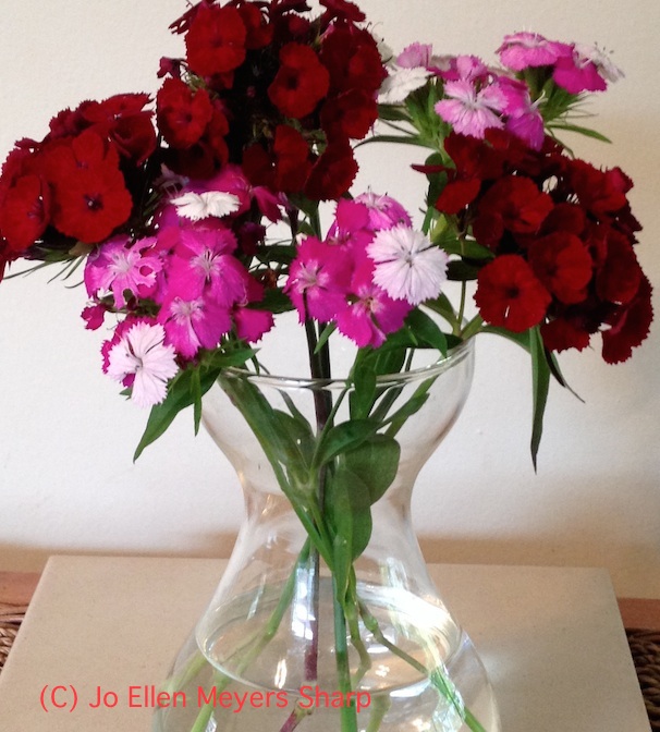 Dianthus: A flower of the gods for everyone - Hoosier Gardener