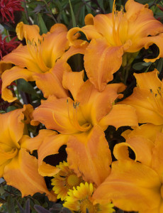 ‘Primal Scream’ daylily has 7 ½- to 8 ½-inch wide tangerine blooms in late summer and gets about 34 inches tall. Photo courtesy perennialrescource.com 