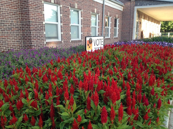 At Garfield Park, vote until Sept. 30 for your favorite plant for the American Garden Award: Celosia Arrabona Red (front), Cuphea Sriracha Violet (rear) and Petunia Sanguna Radiant Blue (right). Not pictured is Foxglove Digiplexis Illumination Flame. © Jo Ellen Meyers Sharp 
