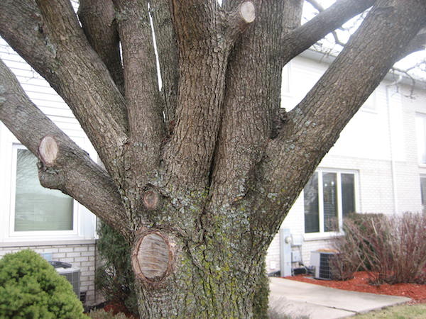 Ornamental pear trees develop multiple trunks. These large branches are notorious for splitting and falling during storms. Photo courtesy Tom Tyler/Bartlett Tree Experts 