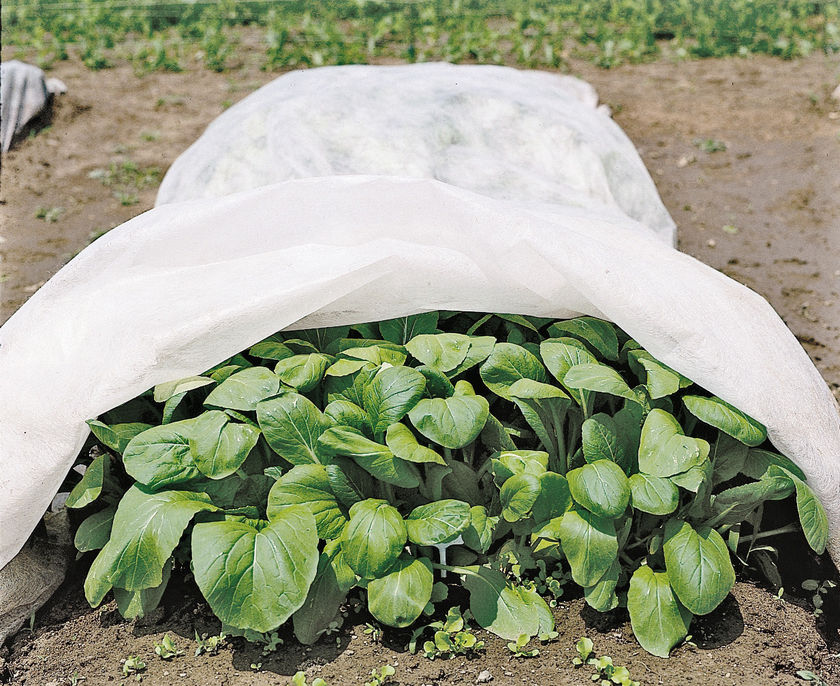 Extend the growing and harvest season by covering cool-season plants with row covers or heavy-duty plastic. The cover also can be used to get a jump-start on the growing season in spring. Photo courtesy Gardener’s Supply/gardeners.com 