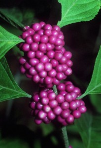 The American beautyberry serves as a food source for songbirds. Photo courtesy U.S. Forest Service 