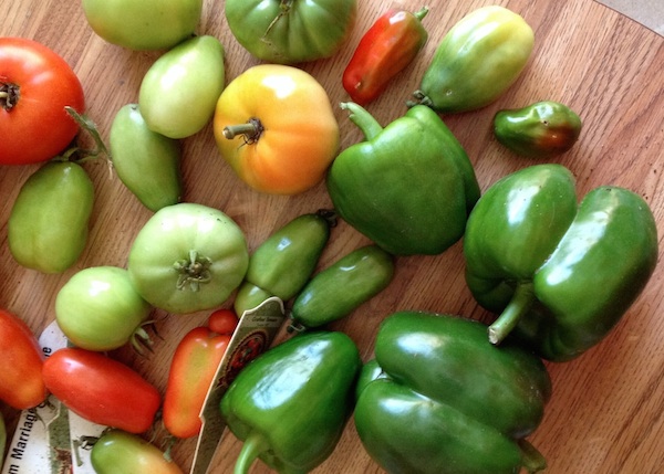 At the end of the season harvest tomatoes and peppers to finish ripening indoors. (C) Jo Ellen Meyers Sharp 