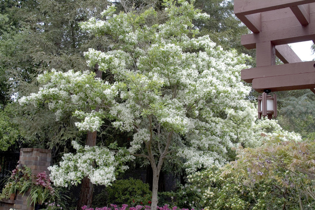 White fringe tree. Photo courtesy Monrovia.com