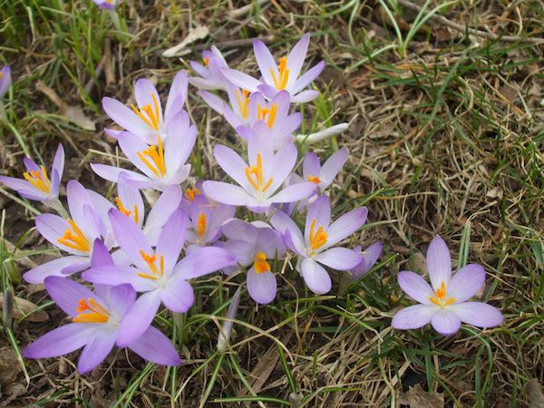 Crocus is a great plant to naturalize in the lawn. (C) Jo Ellen Meyers Sharp
