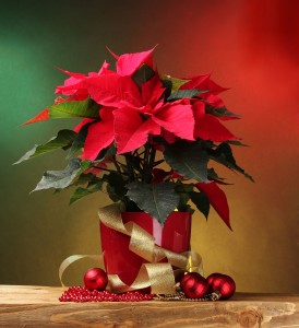 Keep poinsettia in a cool, bright area away from hot and cold drafts. (C) serezniy/123RF