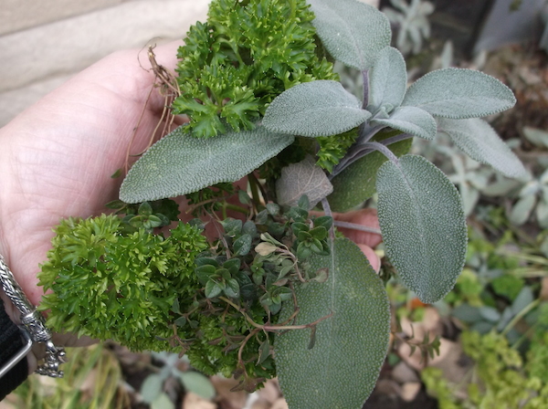 Snip some herbs from the garden to make a bouquet garni. (C) Jo Ellen Meyers Sharp