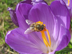 Bees visit crocus in early spring. (C) Kernel/Dollarphotoclub.com
