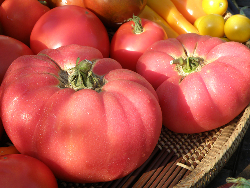 Pink Brandywine tomato is credited with sparking interest in  heirlooms. Photo courtesy Bonnie Plants