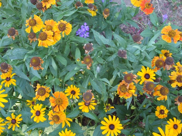 ‘Mardi Gras’ sneezeweed’s palette of yellowish, orange-red flowers mix well with black-eyed Susan and larkspur in the late summer garden. © Jo Ellen Meyers Sharp 