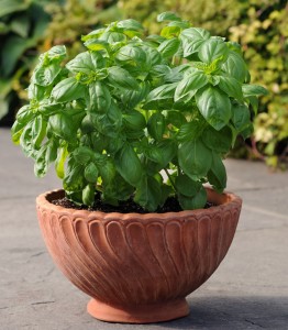 Dolce Fresca, a 2015 All-America Selections basil, recovers rapidly when harvested and holds its shape well, making it work well in a container on the patio or deck. Photo courtesy All-America Selections 