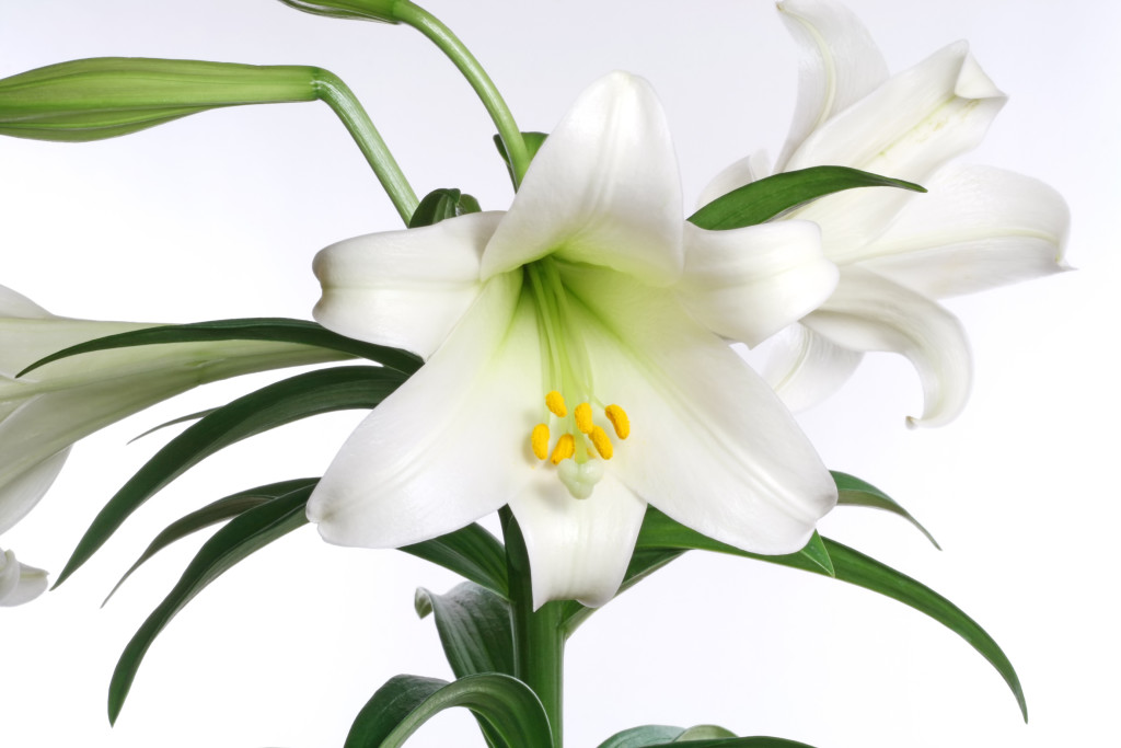 Remove the yellow anthers to keep Easter lily flowers blooming longer. © Julianna Olah/Fotolia.com 