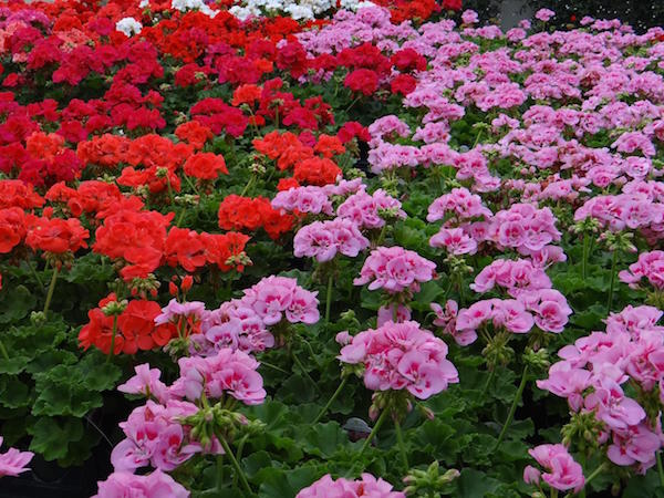 Hold off planting frost-tender geraniums and warm season vegetables and herbs until about May 10. (C) NDPetitt/morguefile.com