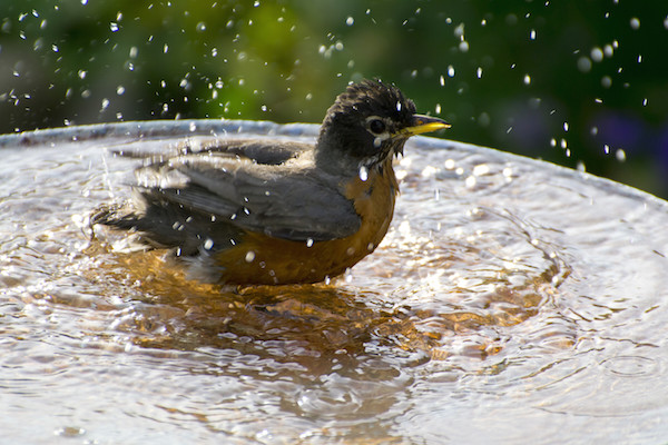 A robin bathes in a bird bath. (C) Jarruda/canstockphoto.com