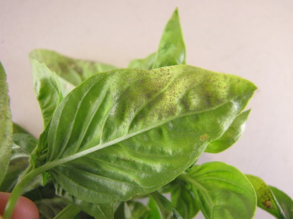 Downy mildew has taken a toll on basil the last few years. One symptom is fuzzy spores on the undersides of leaves. Photo courtesy Purdue Plant and Pest Diagnostic Lab 